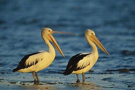 Image result for Free Pelican Wallpaper
