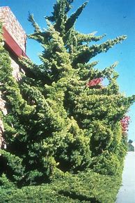 Image result for Juniperus Chinensis Kaizuca
