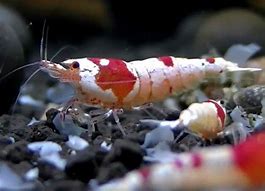 Image result for Caridina Shrimp