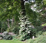 Image result for Vines That Climb Trees