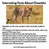 Image result for Did You Know Facts About Animals