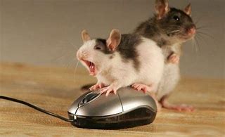 Image result for Rat Computer Mouse
