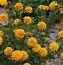 Image result for Heliopsis helianthoides Asahi