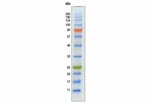 Image result for Protein Marker
