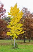 Image result for Autumn Gold Ginkgo Tree