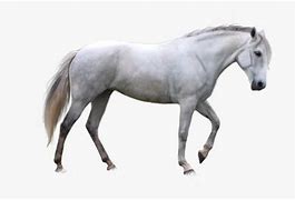 Image result for Stock Images of White Horse No Background