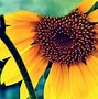 Image result for 4K Sunflower Portrait