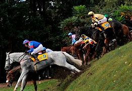 Image result for Steeplechase Horse Racing