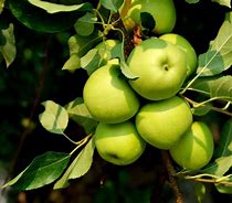 Image result for Common Apple Tree Green