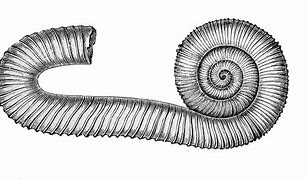 Image result for Ammonite Animal