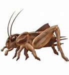 Image result for Pic of Cricket Insect