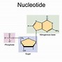 Image result for genetic versus ribonucleic acid functions