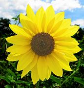 Image result for helianthus