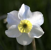 Bildergebnis für Narcissus Segovia