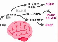 Image result for Smell and Memory