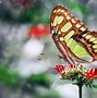 Image result for Athletic Butterfly Wallpaper