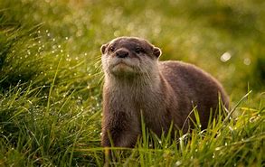 Image result for Otter Pictures