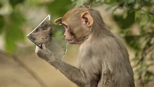 Image result for Monkey Ooh