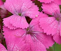 Image result for Dianthus carthusianorum