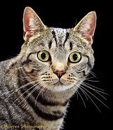 Image result for Cat Face Picture