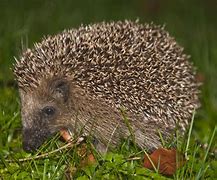Image result for Hedgehog Behavior
