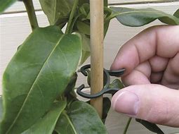 Image result for Plant Clips to String