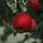 Image result for +Different of Red Apple's