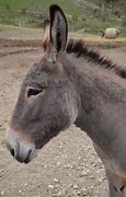 Image result for Donkey Breeds Horse