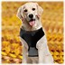 Image result for No Jump Dog Harness