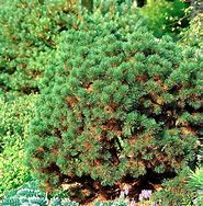 Image result for Pinus mugo Mops