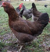 Image result for Ameraucana Chicken Breed