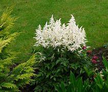 Image result for Astilbe Weisse Gloria