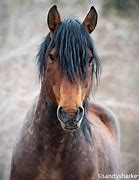 Image result for Wild Horse Pics