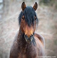 Image result for Prettiest Horse