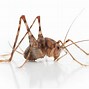 Image result for Cricket Insect Pictures