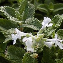 Image result for Nepeta racemosa snowflake