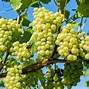 Image result for A Vine of Grapes