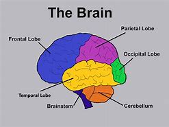 Image result for Basic Facts About the Brain