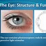 Image result for Circular Pupillary Constrictor Muscle