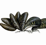 Image result for Zebra Mussels Drawing