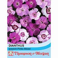 Image result for Dianthus Pudsey Prize