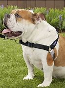 Image result for Best No Pull Harness for Large Dogs