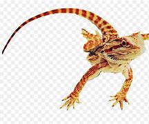 Image result for Bearded Dragon Emoji