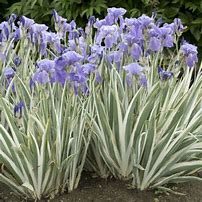 Image result for Iris pallida "Variegata