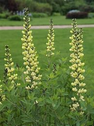 Bildergebnis für Baptisia Carolina Moonlight