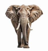 Image result for Large Elephant