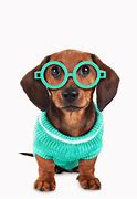 Image result for Dog with Hat and Glasses Chilling