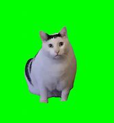 Image result for Squinting Cat Meme