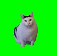 Image result for White Cat Meme Lying in the Gutter