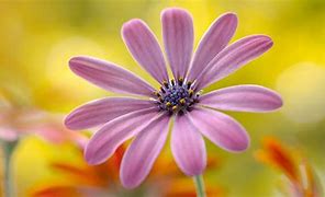 Image result for Awesome Flowers HD